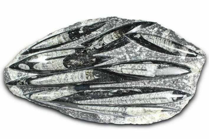 Polished Fossil Orthoceras (Cephalopod) Plate - Morocco #359680